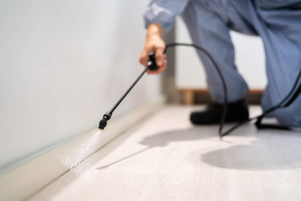 Licensed Termite Control service in South Hooksett, NH - Nex Pest Control